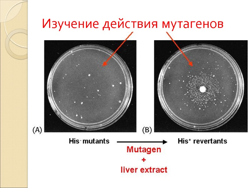 Изучение действия мутагенов